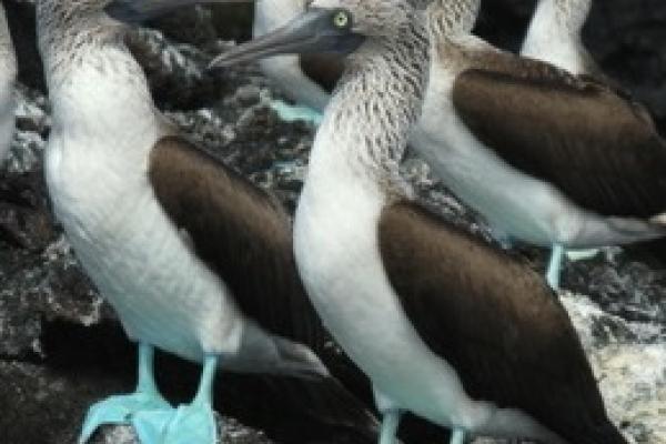 Blue Foot Boobies